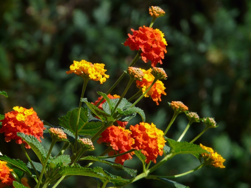 inflorescence, orange color, close-up, focus on foreground, plant, flower, lantana camara, vulnerability, garden, ornamental plant, growth, pollination