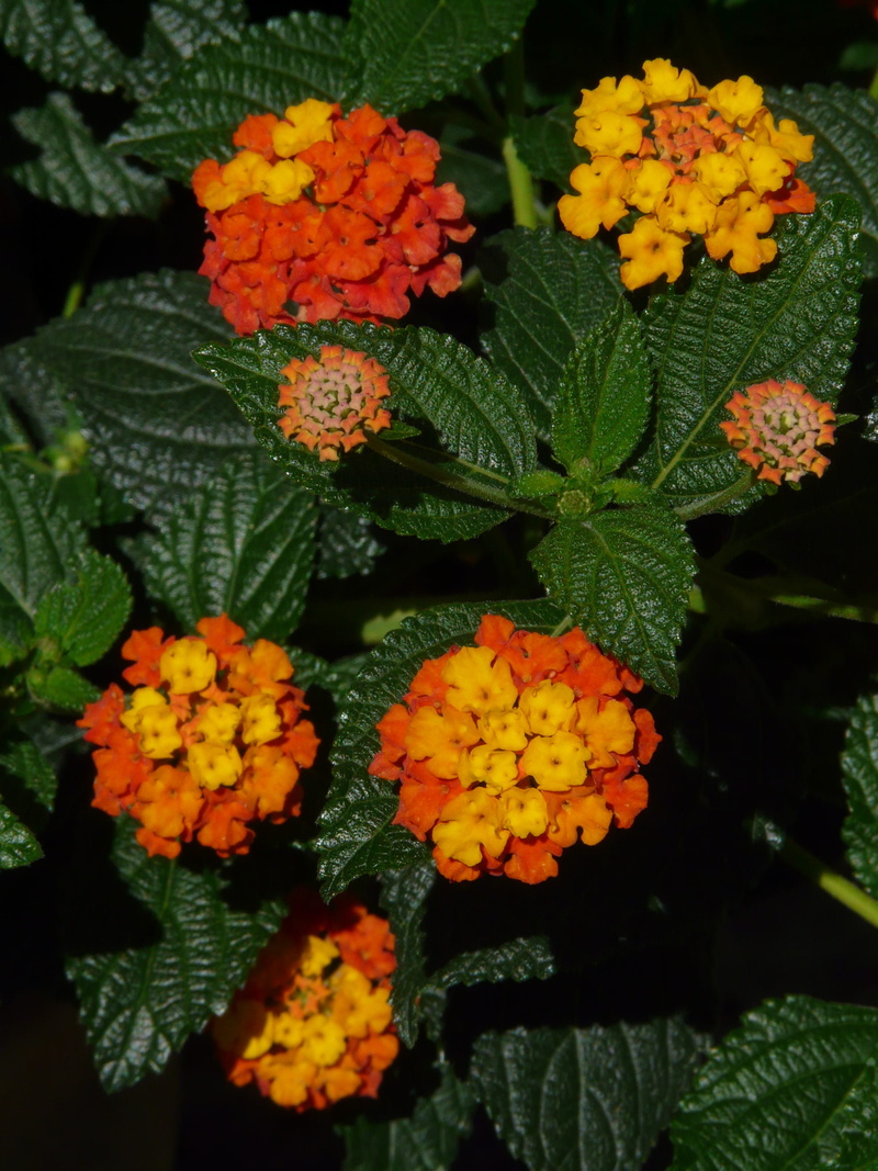 leaf, flower head, high angle view, no people, plant, petal, growth, blossom, lantana, 2K, flower, bloom, garden, lantana camara, plant part, inflorescence