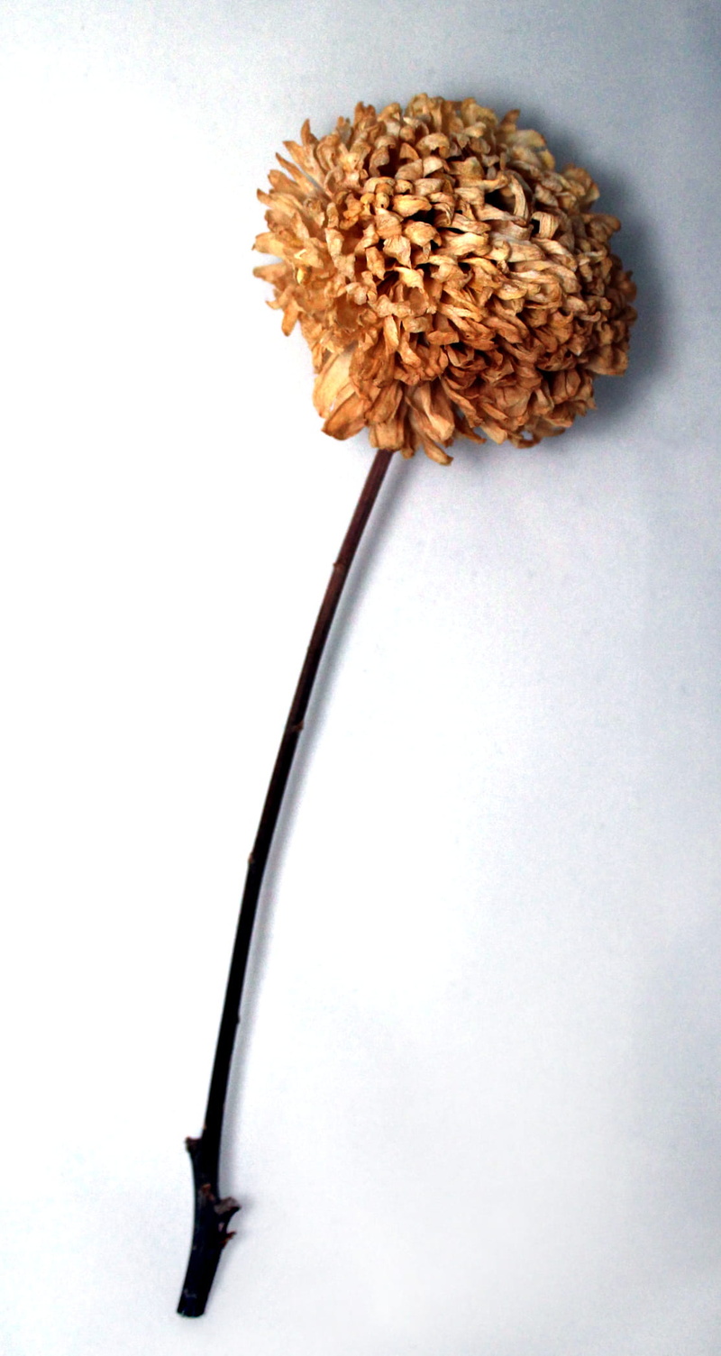 close-up, flower, dead, inflorescence, sapless, studio shot, petal, petals, plant, withered, flower head, no people, still life, 1080P, nature, beauty in nature