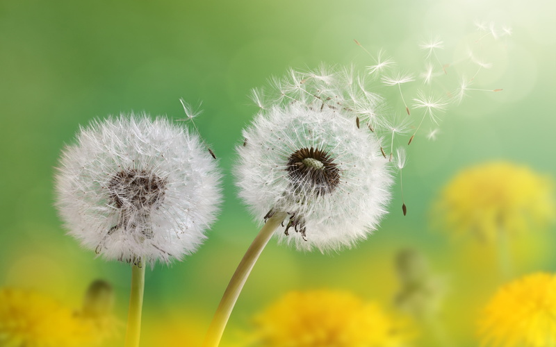 Dandelion flowers, 4K, 4K, Florets, Dandelion