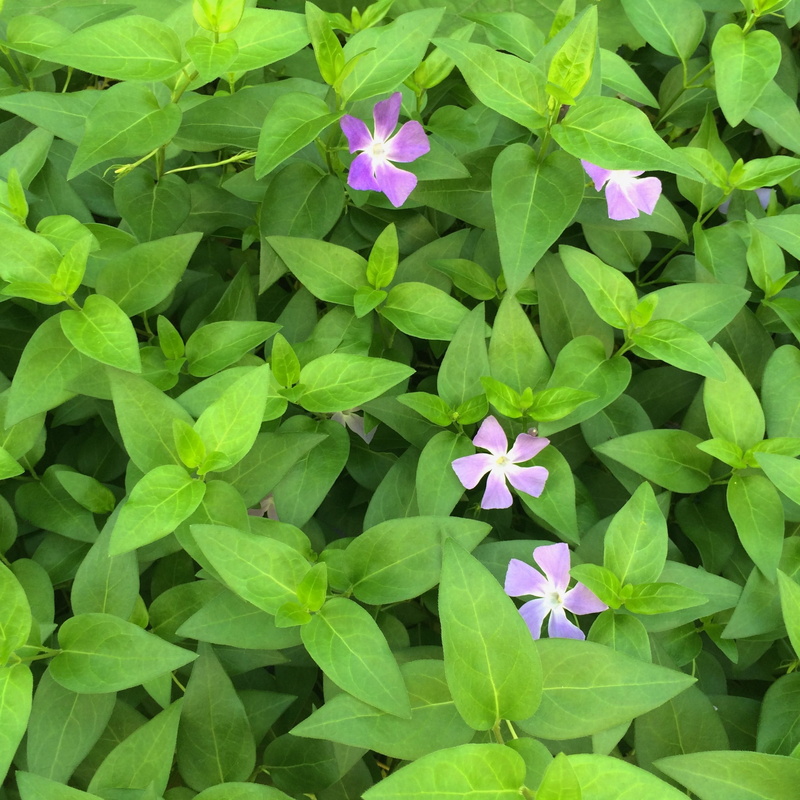 purple, vulnerability, vinca, 1080P, high angle view, plant part, green color, no people, japan, tokyo, petal, outdoors, flower, green, inflorescence
