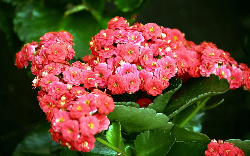 2K, focus on foreground, botany, nature, close-up, beauty In Nature, leaf, red, plant part, flower, flower Head, blossom, outdoors, vulnerability, bunch of flowers