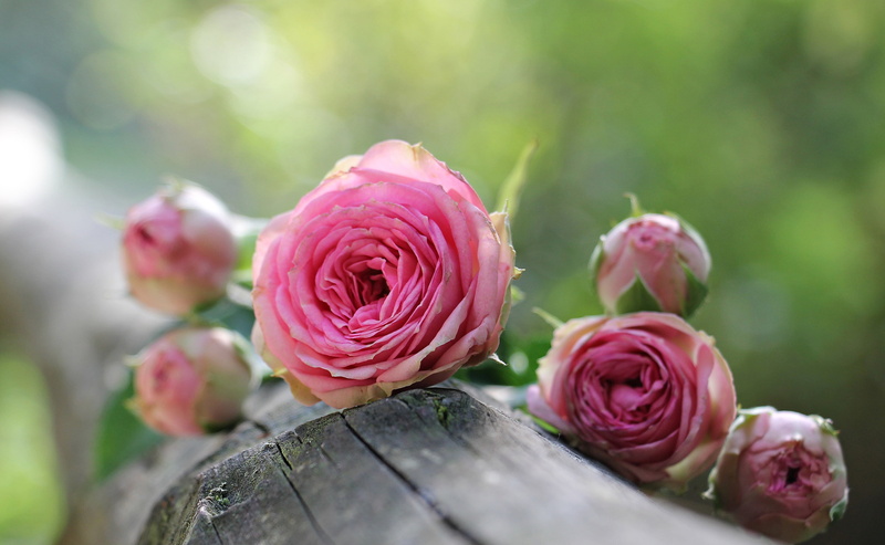 roses in sunlight, leaf, pink, freshness, day, beauty in nature, green, bud, growth, 4K, pink color, flower, petal, inflorescence, sunlight, selective