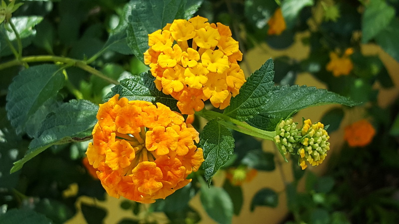 floret, conyzoides, vulnerability, garden, no people, blooming, bunch of flowers, day, petals, flowering plant, foliage, cariaquillo, gardening, summer