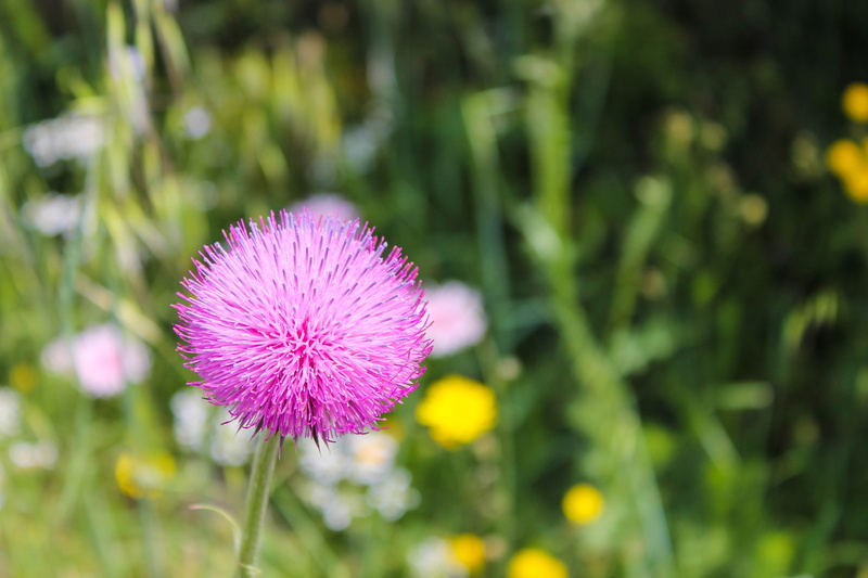 plant, yellow flower, purple, flower head, inflorescence, nature, focus on foreground, yellow flowers, flower, floret, violet, 4K, no people, flowering plant