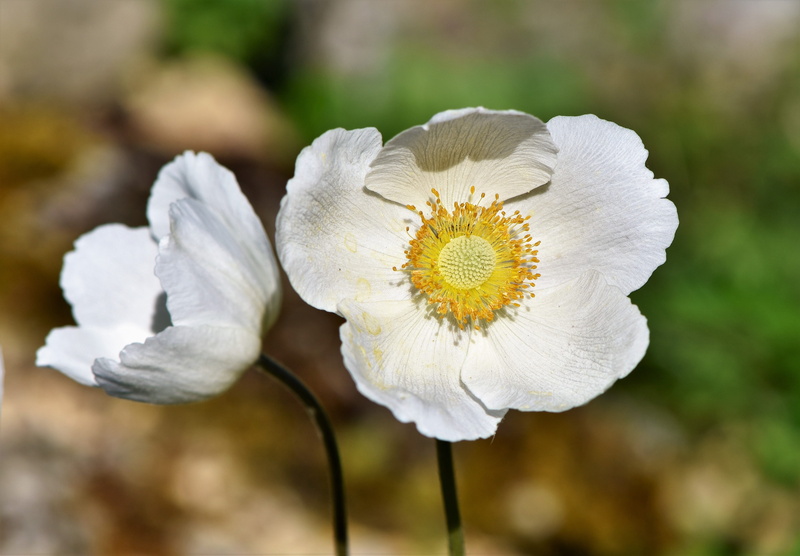 photography, no people, plant, freshness, petal, blossom, rose bloom, two, flowers, petaled, flowering plant, outdoors, close-up, spring flower, focus on foreground