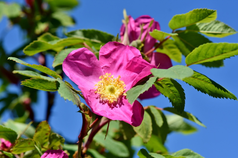 rose bloom, no people, petal, leaf, outdoors, pollen, pink color, vulnerability, beauty in nature, springtime, blossom, flowers, flower garden, rose, close-up