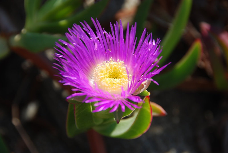 flower Head, floret, purple flowers, no people, botany, nature, beauty In Nature, petals, springtime, freshness, petal, plant, day, inflorescence, growth