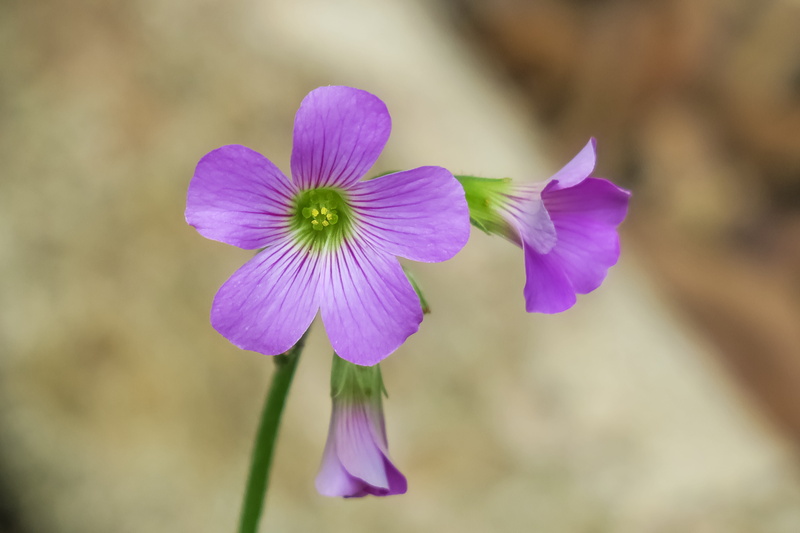 flower, garden, dazzling, spring, freshness, light, inflorescence, fresh, beautiful, bouquet, nature, no people, outdoors, bloom, shamrock, clover, purple