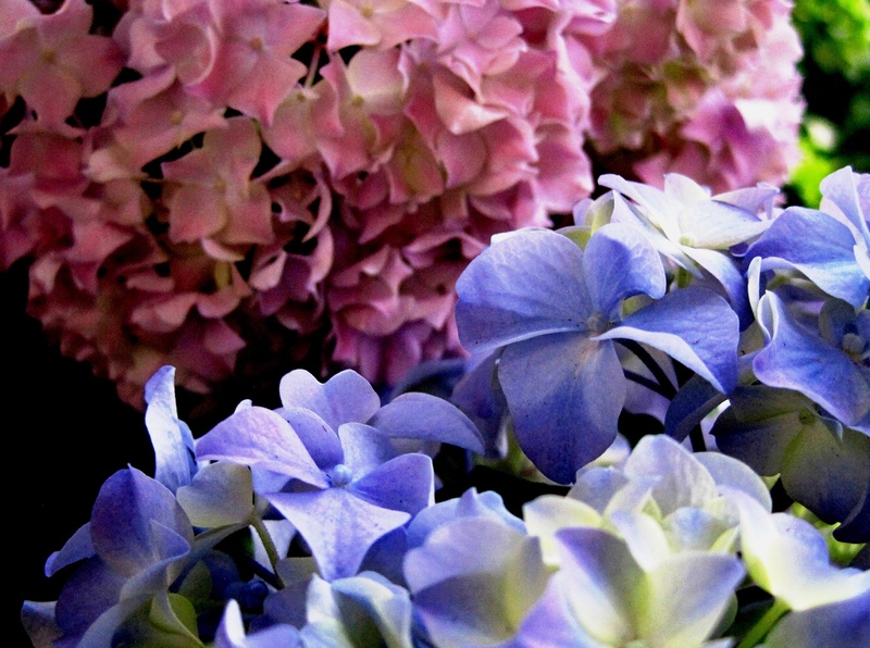 freshness, flower, pink color, growth, fragility, bunch of flowers, day, blue, pink, flower head, petal, florets, flowering plant, 2K, nature, hydrangea