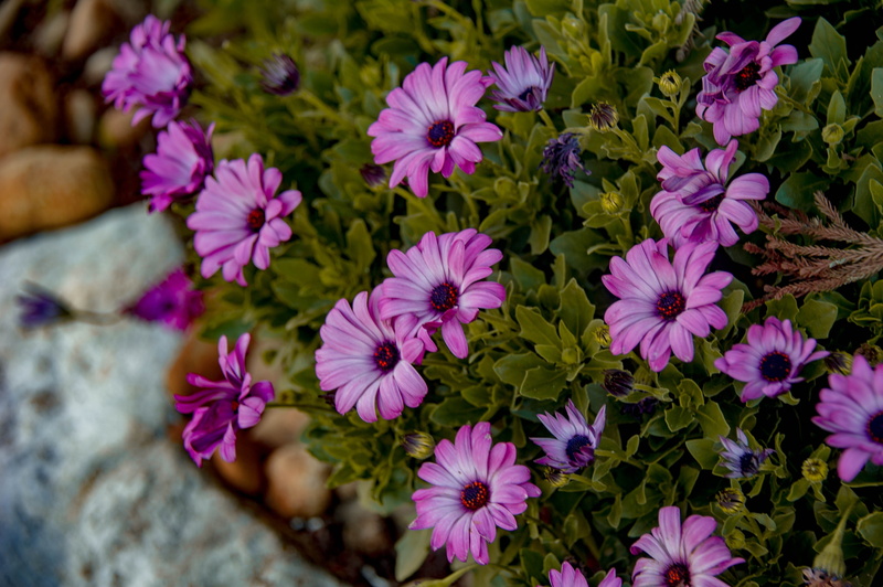 fragility, flowerbed, outdoors, petal, 4K, flower head, high angle view, freshness, spring season, spring, day, close-up, inflorescence, purple flower