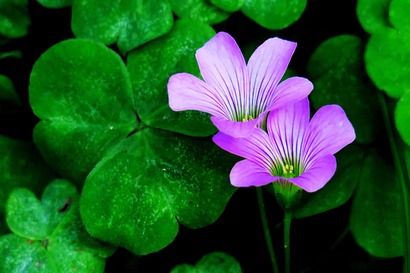 flower, vulnerability, bouquet, qingxinziran, wild, flower head, growth, close-up, grassland, plant, wild flowers, lu bian floret, beauty, beauty in nature