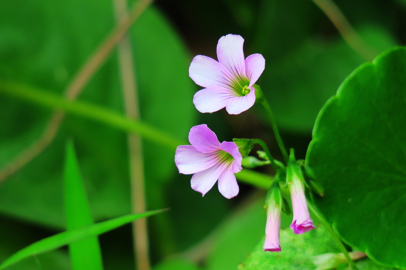 focus on foreground, outdoor, flowers, freshness, shamrock, fresh, park, wild flowers, no people, beautiful, close-up, plant, 5K, garden, beauty, qingxinziran