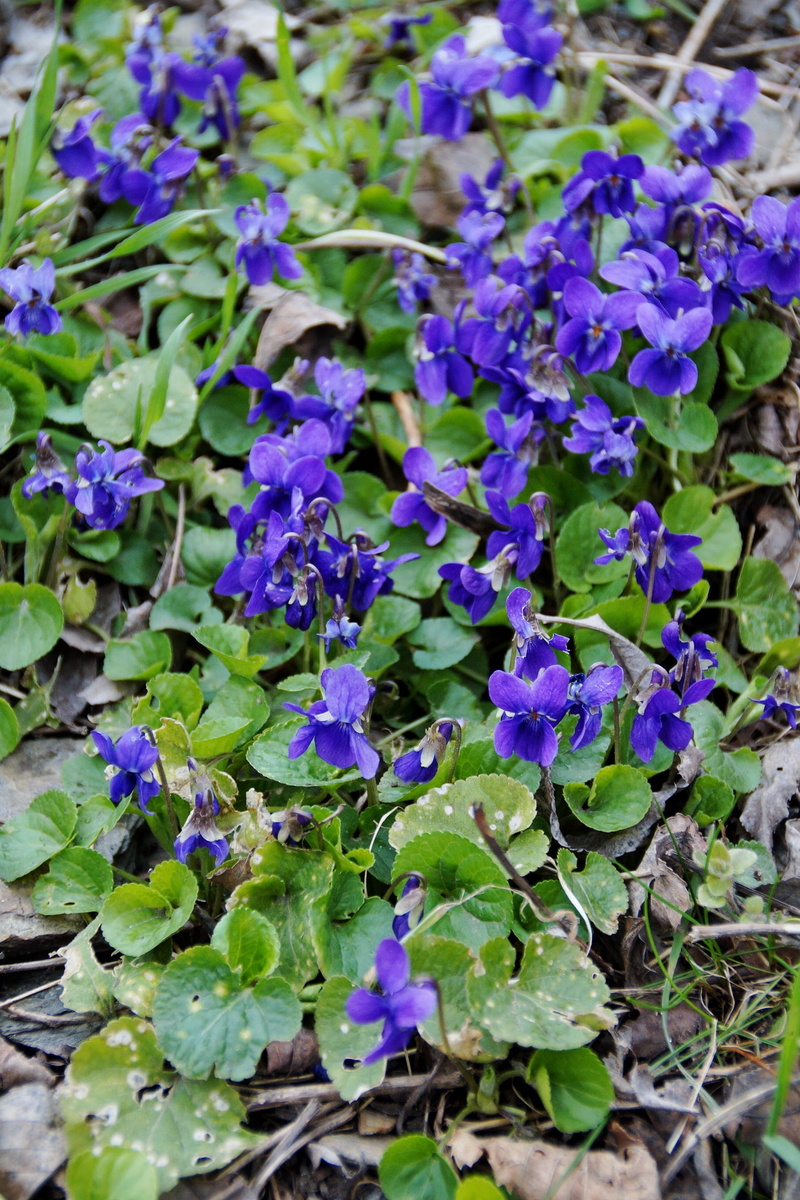 Violets, no people, purple, plant, outdoors, nature, flower head, Florets, close-up, flowering plant, selective focus, fragility, Spring, 2K, flower, Violet