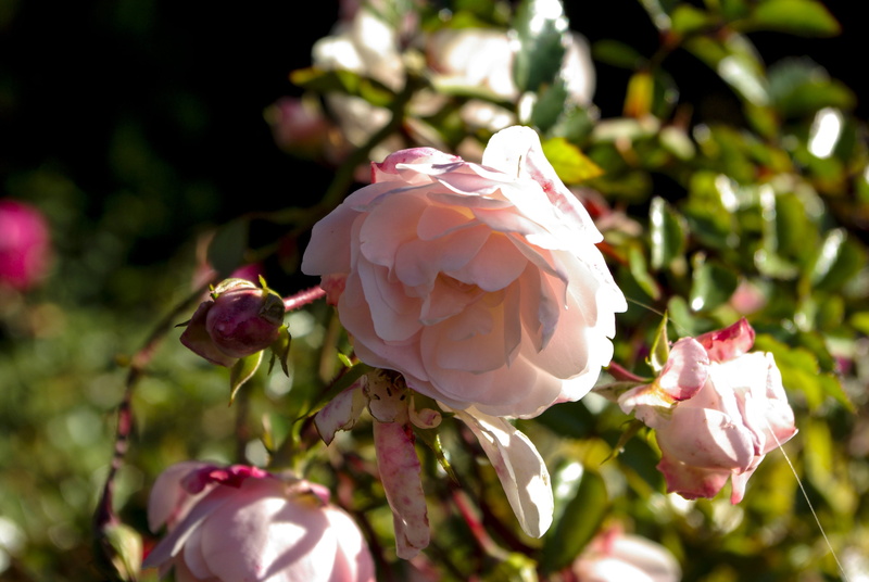white color, flower, pink color, colorful, springtime, close-up, petal, focus on foreground, inflorescence, fragility, 4K, flowering plant, rose, rose blooms