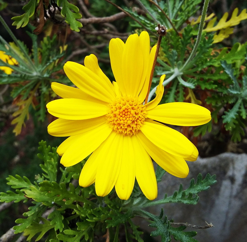 day, vulnerability, flower, yellow, fragility, petals, beauty, pistilli, beauty in nature, petal, plant, bloom, pollen, floret, focus on foreground, yellow flowers