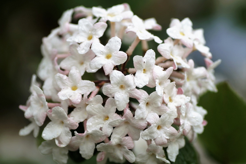 ornamental, vulnerability, bunch of flowers, white color, growth, nature, flowering plant, petal, beauty in nature, fragrant, selective focus, flowering