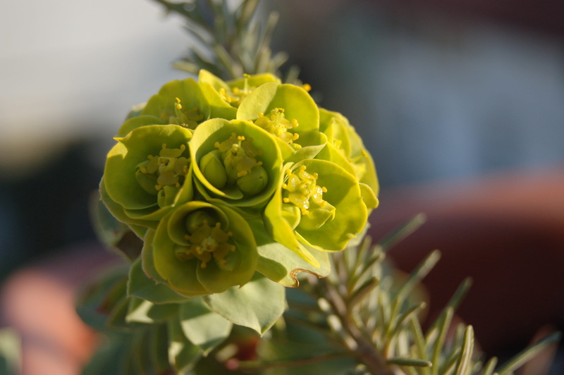 flower arrangement, yellow, inflorescence, spring flowers, beauty in nature, growth, petal, selective focus, yellow flower, floret, 2K, yellow flowers