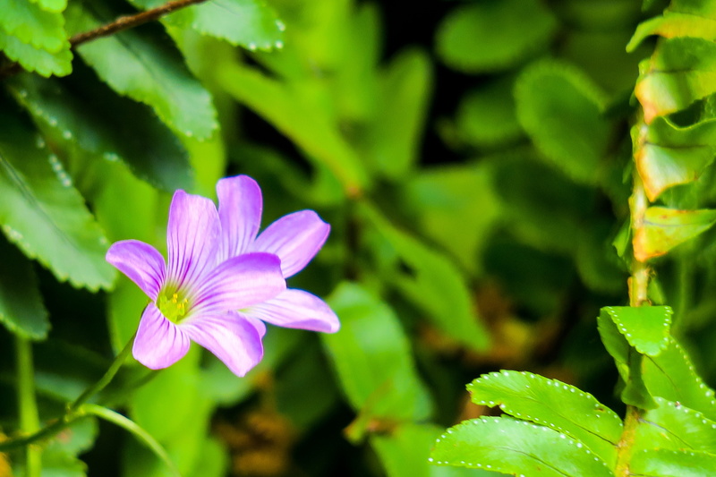 clover, bloom, no people, qingxinziran, plant part, fresh, bouquet, garden, hong kong, petal, freshness, dazzling, outdoor, beauty, pollen, wild flowers