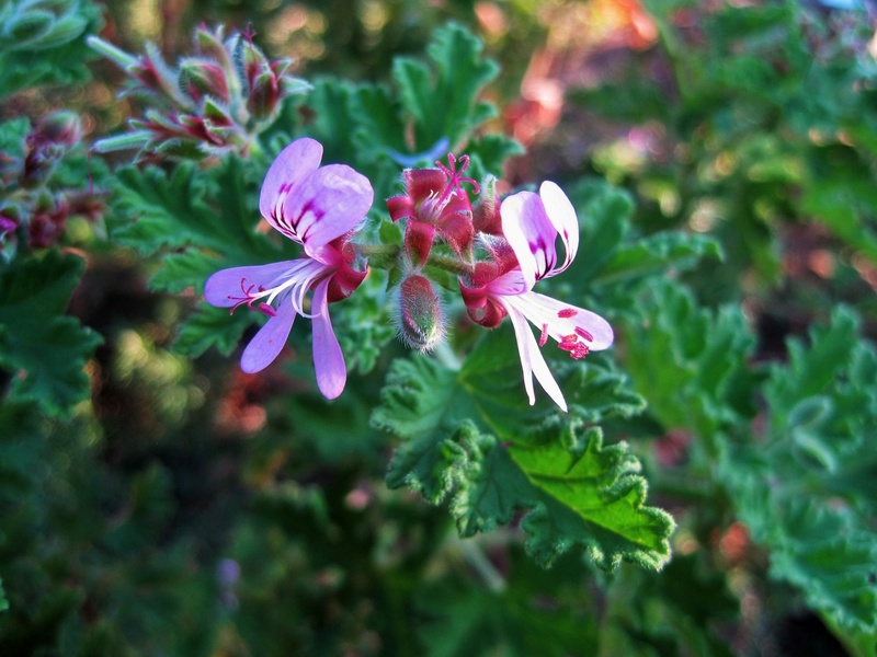 fragility, purple, freshness, pink color, delicate, plant, plant part, day, lavender-pink, geranium, beauty in nature, outdoors, petal, flowering plant