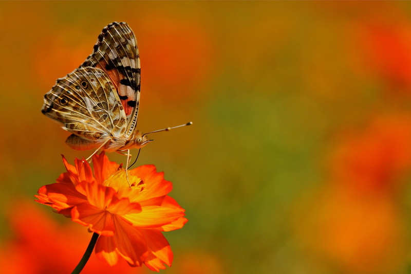 focus on foreground, no people, flower, close-up, animal themes, flowers, pollination, petal, butterfly, flowering plant, macro, invertebrate, orange, insect