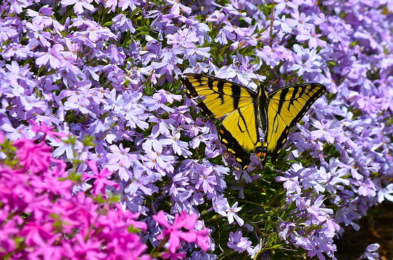 invertebrate, lepidoptera, 2K, flower, fragility, animals in the wild, insect, flowering plant, vulnerability, animals, butterfly, freshness, animal wing