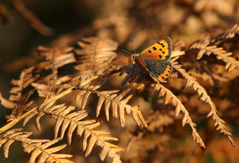 invertebrate, animals in the wild, nature, close-up, selective focus, animal wildlife, animals, animal, leaf, day, beauty in nature, animal wing, 1080P