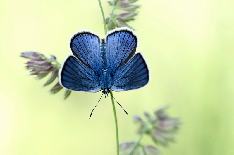 beauty in nature, animal wildlife, growth, flower, one animal, close-up, plant, insect, nature, flower head, invertebrate, flowering plant, day, butterfly