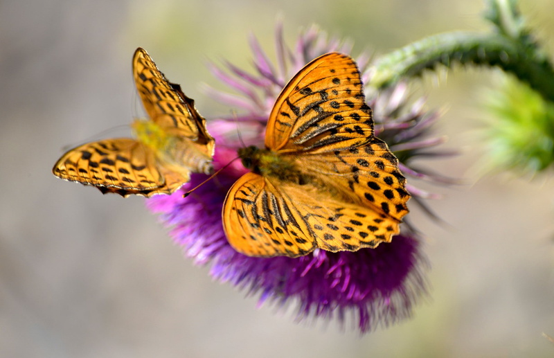 animal themes, animals in the wild, 1080P, no people, animal, butterfly - insect, insect, close-up, purple, butterfly, invertebrate, pollen, lepidoptera