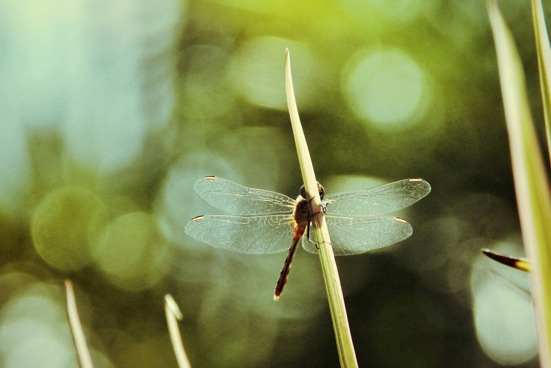 plant, lepidoptera, outdoors, selective focus, animals in the wild, twig, plants, insect, close-up, beauty in nature, day, 1080P, dragonfly, invertebrate