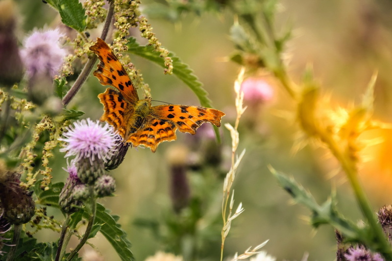 close-up, flower, animal themes, flowering plant, animal, outdoors, animal wildlife, beauty in nature, animals in the wild, growth, insect, purple, butterfly