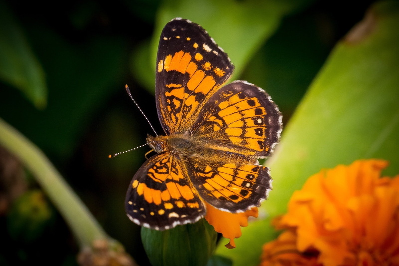 animal wildlife, focus on foreground, day, beauty in nature, flower head, invertebrate, animal, animals, butterfly - insect, fragility, no people, nature