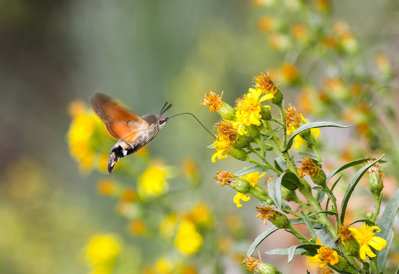 plant, insect, animal wing, flowering plant, freshness, 2K, animal wildlife, nature, animal themes, invertebrate, one animal, selective focus, flower head