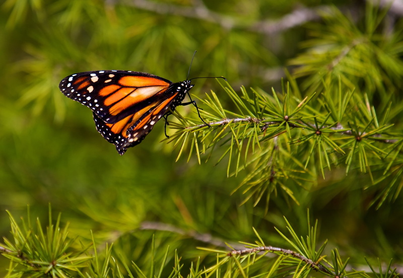 butterfly - insect, beauty in nature, day, animal, focus on foreground, pollination, animals in the wild, animals, close-up, nature, animal themes, green color