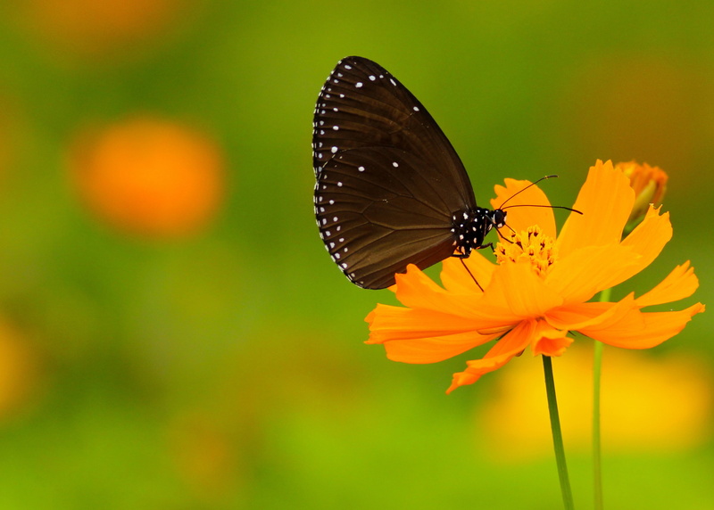 beauty in nature, animal, insect, no people, animal wing, one animal, vulnerability, growth, animal themes, flower, freshness, 2K, fragility, butterfly - insect