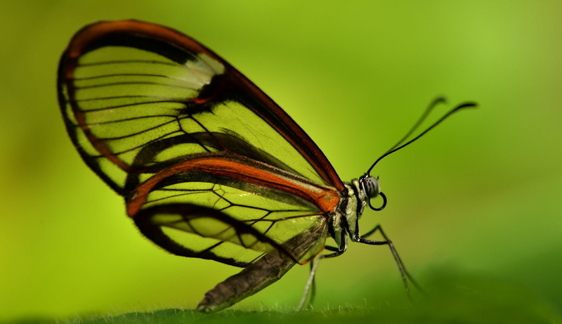 nature, lepidoptera, animal, animal themes, close-up, animal body part, side view, plant, one animal, butterfly - insect, insect, green color, beauty in nature