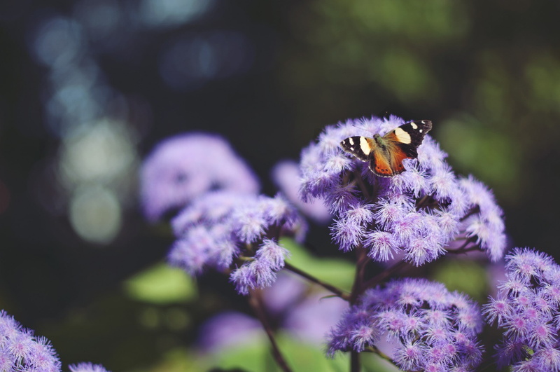 animal wildlife, no people, vulnerability, plants, flowering plant, purple, beauty in nature, flower, close-up, insect, petal, animal, fragility, one animal