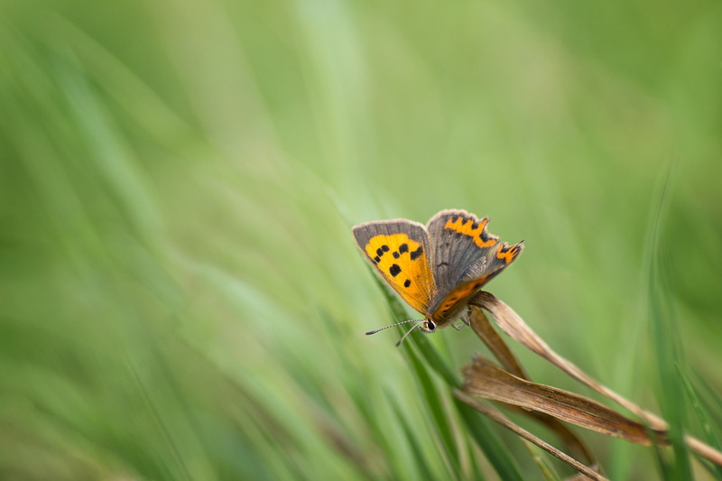 animal, insect, green color, beauty in nature, animals in the wild, grass, day, animals, growth, animal themes, nature, butterfly - insect, animal wildlife