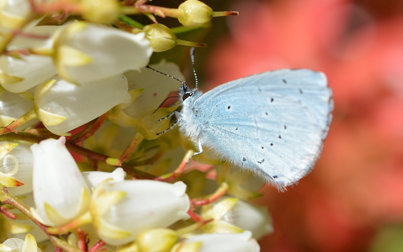 beauty in nature, pollination, animal wing, flower, animal wildlife, flowering plant, flower head, fragility, insect, macro, animal, butterfly - insect
