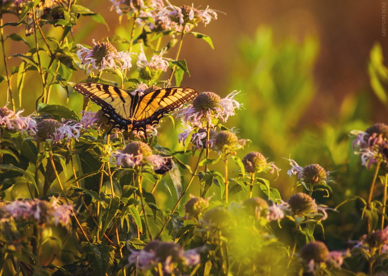 animals in the wild, plants, growth, animal themes, outdoors, one animal, nature, animal, flowering plant, vulnerability, lepidoptera, butterfly, plant