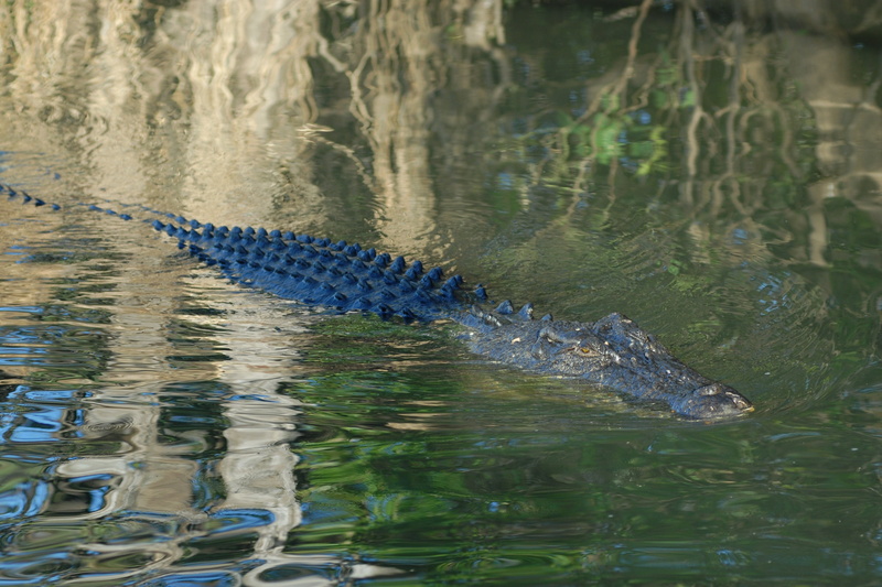 hunting, one animal, swimming, australia, swamp, reptile, no people, survival, 2K, sign, kakadu national park, animal scale, nature, animal themes, surface level