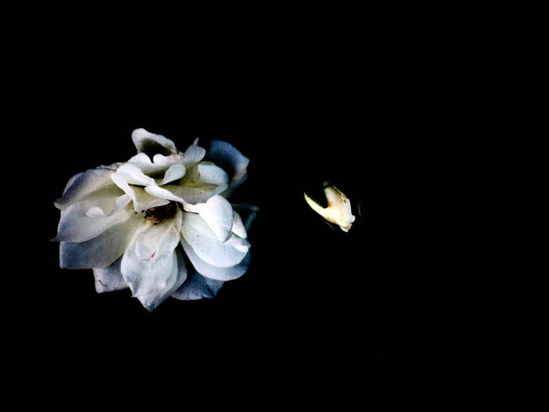 bud, close-up, dark floral, feminine, cool, fragility, flower head, flowering plant, summer, growth, indoors, dark, nature, black background, night, plant