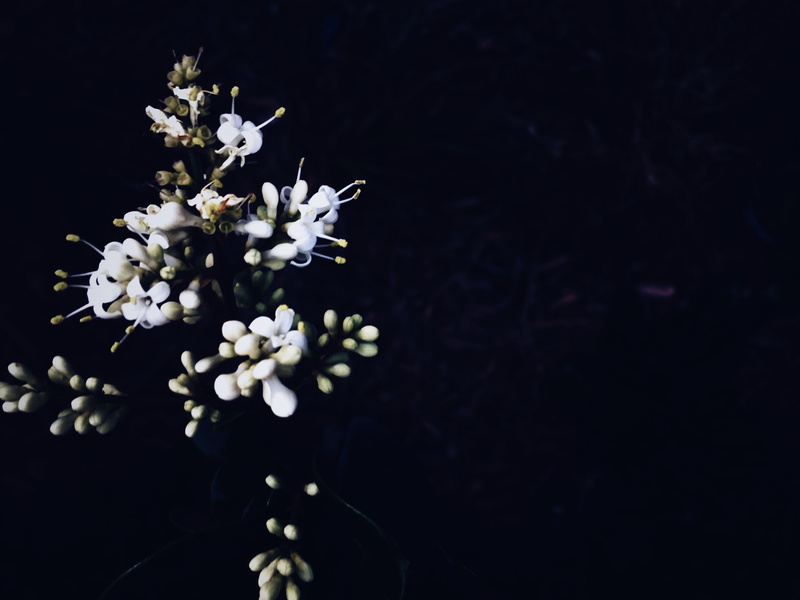 gorgeous, little tokyo, copy space, dark, cherry blossom, vulnerability, mobile photography, outdoors, los angeles, nature, growth, black, beauty in nature
