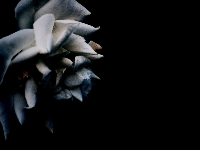 botanical, freshness, petal, vulnerability, copy space, no people, petals, inflorescence, night, close-up, studio shot, minimal, growth, black background