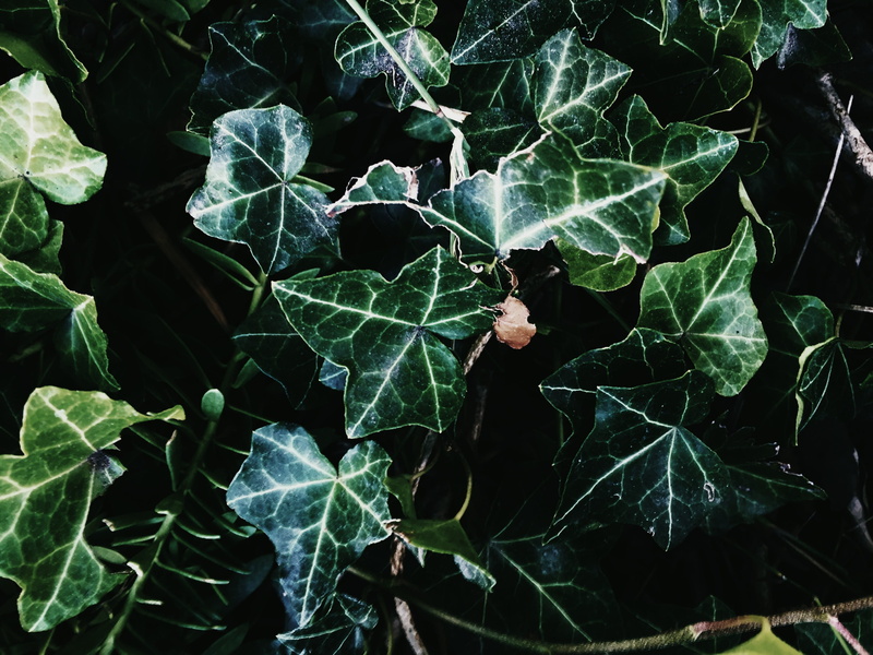 vines, pattern, plant part, food and drink, united states, leaf, los angeles, outdoors, leaves, color, digital, 2K, little tokyo, close-up, nature, green