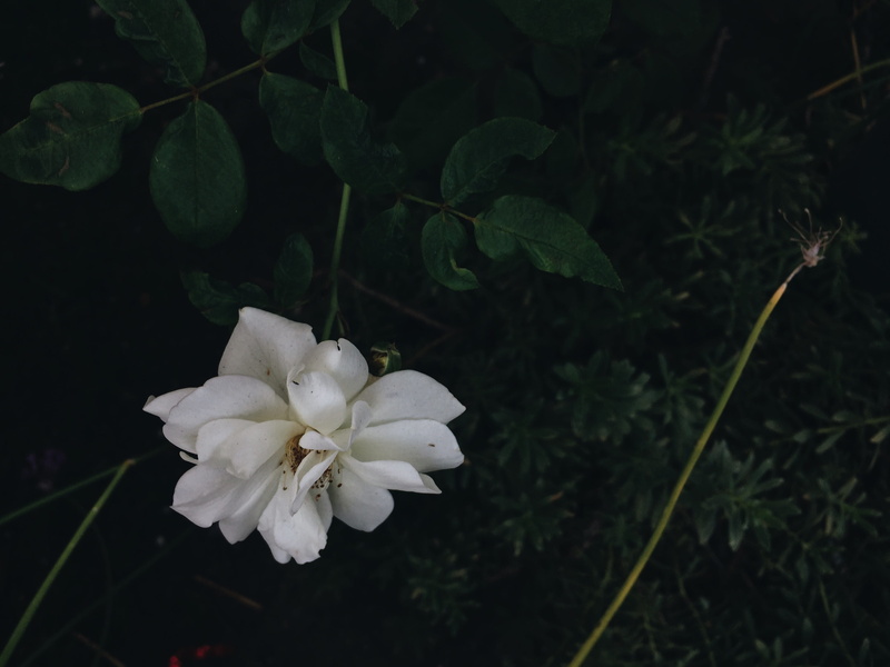 inflorescence, leaf, day, petals, petal, united states, beauty in nature, flowers, no people, green, wild, nature, little tokyo, flowering plant, outdoors