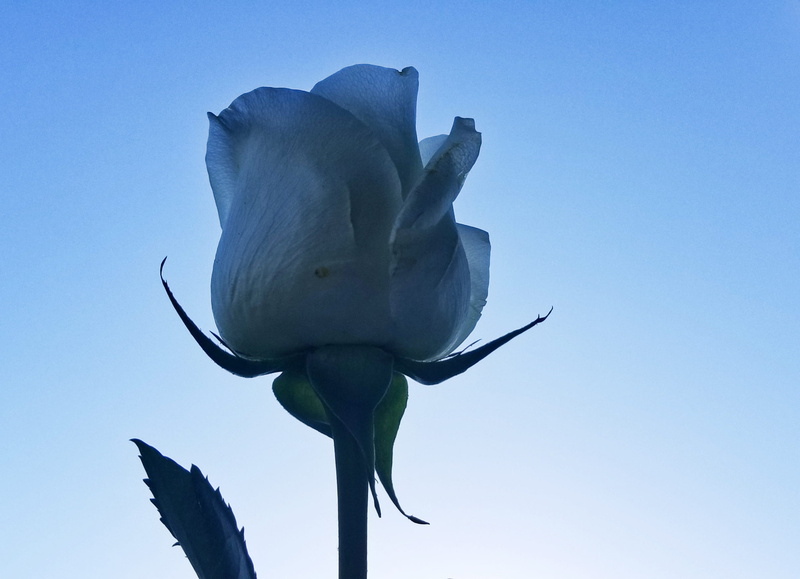 sky, blue, fragility, flowering plant, sepal, outdoors, clear sky, low angle view, flower head, beauty in nature, 2K, nature, copy space, inflorescence