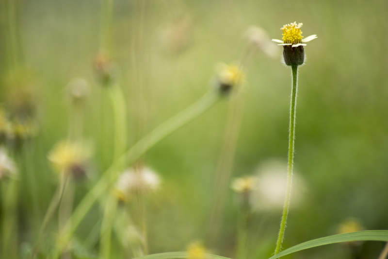 angeles, dandelion seed, beauty in nature, flower head, little, plant, spring, magical, land, blade of grass, green, freshness, day, 5K, outdoors, vulnerability