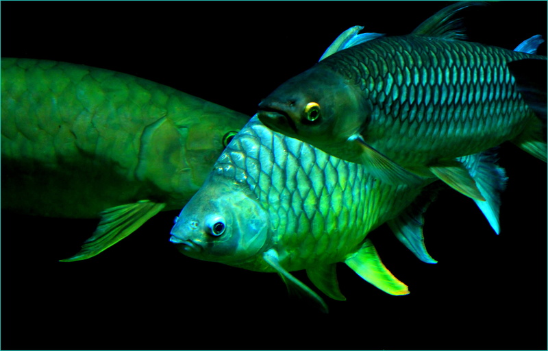swim, vertebrate, close up, underwater, fish scales, sea, sea animals, school of fish, two animals, aquarium, sea life, marine, animal themes, swimming
