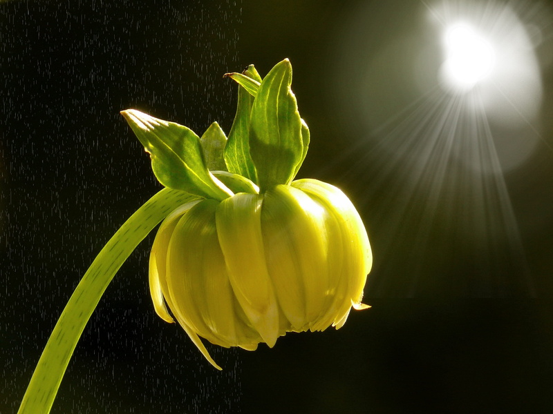 close-up, flower, healthy eating, lichtspiel, plant, wellbeing, bloom, studio shot, nature, yellow, dahlia, no people, indoors, 2K, food, light, growth